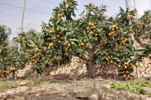 Níspero de Callosa d’en Sarrià: producción en alza pero amenazada por costes inasumibles