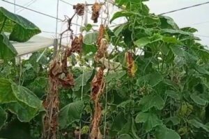 Exigen en Almería la reducción fiscal urgente ante colapso de rentabilidad agraria