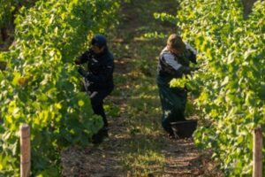 El empleo agrario crece un 1,6% en el primer trimestre pero modera su ritmo y roza los 793.000 ocupados