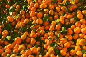 Las mandarinas sudafricanas han crecido un 300% desde 2016 y el sector citrícola europeo pide que alguien lo frene