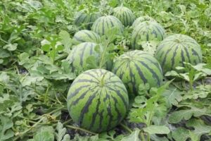Almería inicia la campaña de melón y sandía con precios firmes y demanda nacional al alza