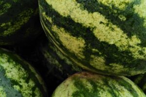 Exigen extender los controles de calidad de melón y sandía a las importaciones de 3º países