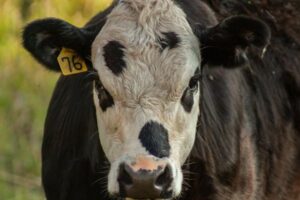 Los nuevos umbrales de emisiones para el campo son  inasumibles según UdeU