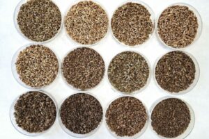 Cinco variedades de anís españolas con potencial para agroalimentación, cosmética y farmacia