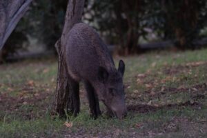 Los jabalíes invaden los campos de maíz forrajero en plena siembra en Galicia
