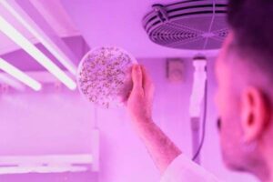 Cómo decide una planta hacia dónde va el agua: este estudio lo revela