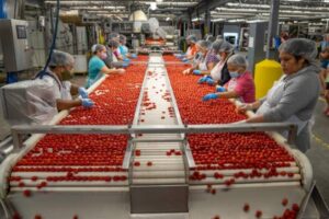El absentismo laboral acosa a las empresas hortofrutícolas de Almería y España