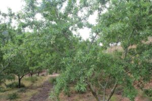 C. Valenciana recupera su producción de almendra pero vigila los costes y la presión de Estados Unidos
