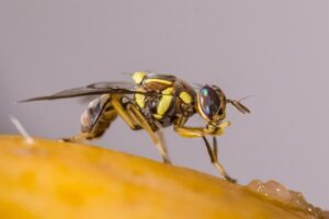 La Unió exige blindar la agricultura valenciana frente a la mosca oriental de la fruta