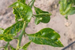 Murcia declara la clorosis amarilla en cítricos ante las críticas del sector