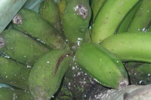 La mosca blanca y la cochinilla del plátano y aguacate se cuelen en el Congreso de los Diputados