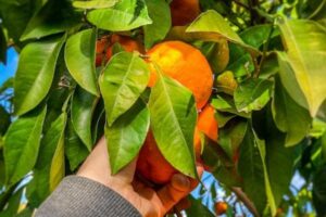 La campaña andaluza de cítricos cierra con caídas de producción del 40 %
