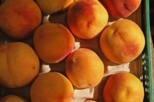 España consolida su liderazgo europeo en fruta de hueso con más de 1,5 Mt