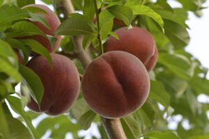 El MAPA prevé un escenario de recuperación productiva para la fruta de verano