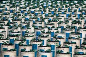 La mesa de material vegetal arranca centrado en las nuevas técnicas genómicas
