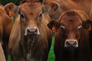 Un estudio advierte de que el tratado con el Mercosur expulsará a miles de ganaderos sin abaratar la cesta de la compra