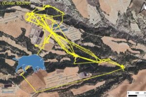 ¿Y si supiéramos realmente dónde están los jabalíes? Los GPS revelan algo que el ganadero desconocía