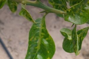 El sector citrícola valenciano exige respuestas ante el avance del virus de la clorosis nervial amarilla