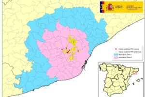 Sube a 49 el número de focos de PPA detectados en jabalíes en Cataluña