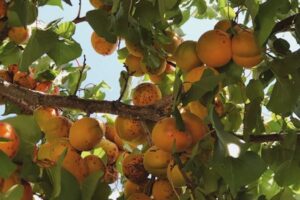 El sector europeo prevé un incremento del 6% en la producción de albaricoque