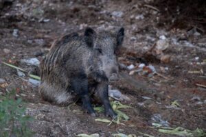 ASAJA León pide un control drástico del jabalí ante el repunte de tuberculosis