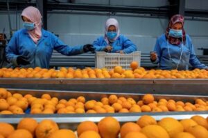 Las importaciones de mandarina de Egipto se disparan un 188%