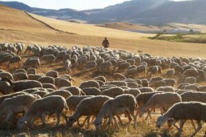 Andalucía bonifica el pastoreo extensivo en montes públicos para reducir el riesgo de incendios en 2026