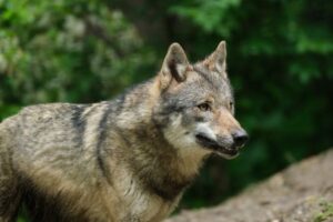 Bruselas expedienta a España por el retraso del informe sobre el estado del lobo ibérico