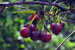 FEPEX confía en la cereza tardía tras los daños por granizo en Aragón y Extremadura