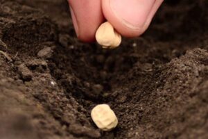 La justicia frena la multiplicación ilegal de genéticas hortícolas en Almería y Valencia