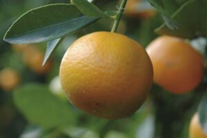 1.950 agricultores andaluces recibirán ayudas por sus frutales ecológicos