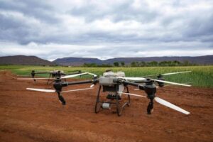 Piden autorizar el uso de drones contra el gusano soldado en el maíz gallego