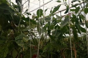 El cerrojazo a la rafia plástica atasca los restos vegetales en Almería