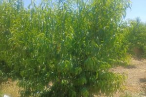 El hielo hunde un 90 % la cosecha de melocotón en la comarca granadina de Guadix
