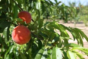 ¿Por qué se hunde el mercado valenciano de la fruta de hueso tras tan prometedores inicios?