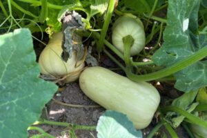 Calabaza vieja contra cosecha temprana: el mercado se satura antes de arrancar la campaña valenciana