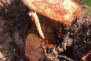 El gusano cabezudo empaña el repunte de la cosecha de almendra en Córdoba