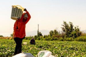 Sin mano de obra inmigrante, España podría perder más de 220.000 explotaciones agrícolas en 2075