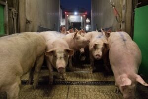 Tönnies y Westfleisch sacrifican casi la mitad de todos los cerdos de Alemania