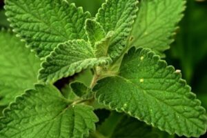 ¿Qué le da dulzor a la estevia? Científicos descubren su secreto genético.