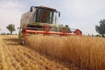 El cereal en Alicante cierra la campaña con pérdidas de hasta el 30%