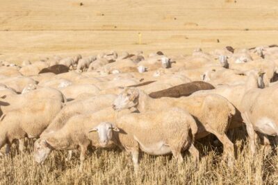 ARAG-ASAJA exige agua urgente para el ovino y el caprino riojano