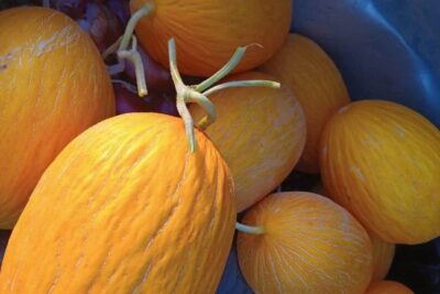 AVA-ASAJA y la UPV apuestan por un melón valenciano más resistente
