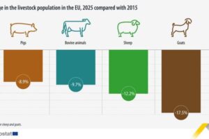 Cerdos, vacas, ovejas y cabras, todos a la baja en la UE