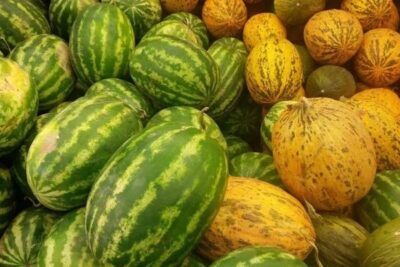 ASAJA Ciudad Real denuncia robos en explotaciones hortícolas antes de iniciarse la campaña de melón y sandía