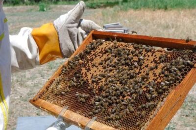 Piden  adelantar a agosto el tratamiento contra la varroa en Castilla y León