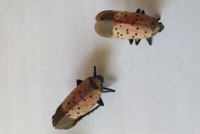 La mosca linterna manchada llega por primera vez a la UE: alerta para el viñedo y los frutales