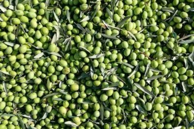 El aforo de aceitunas de mesa para la campaña 2026/27 se eleva a 638.000 toneladas