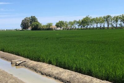AVA-ASAJA alerta de una campaña crítica para el arroz de l’Albufera