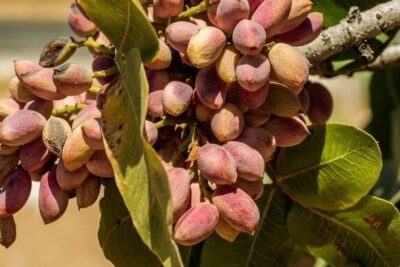 ASAJA Castilla-La Mancha pide a la AICA vigilar los contratos y los plazos de pago del pistacho